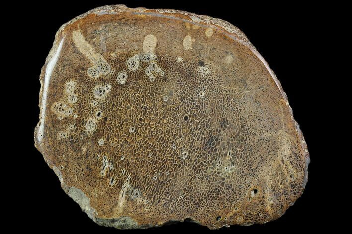 Polished Pliosaur (Liopleurodon) Bone - England #92577